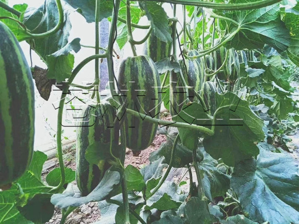 甜瓜種植 (18)