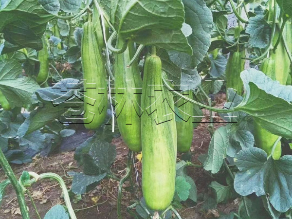 甜瓜種植 (17)