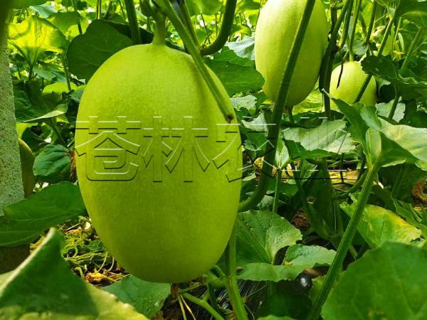 甜瓜種植