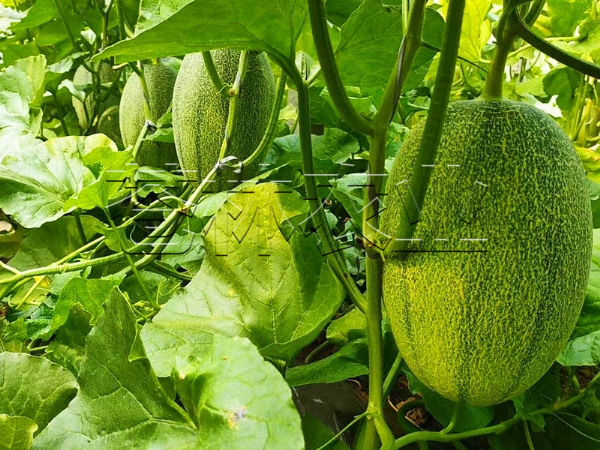 甜瓜種植