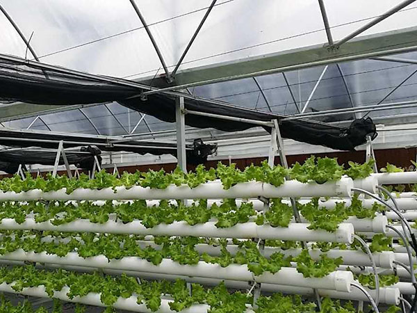 水培，無(wú)土栽培