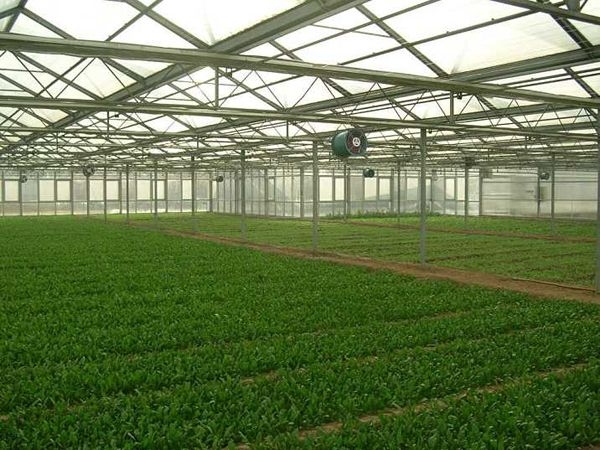 陽(yáng)光板溫室 (1)