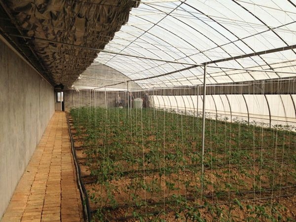 日光溫室 (9)