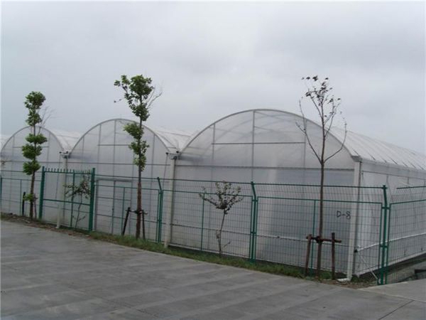 連棟薄膜溫室 (5)
