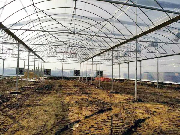連棟薄膜溫室 (10)