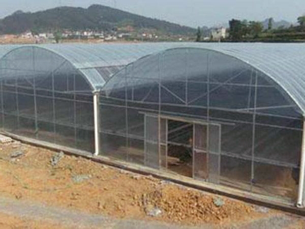 連棟薄膜溫室 (11)