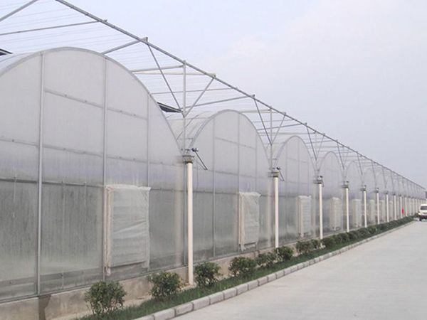 連棟薄膜溫室 (13)